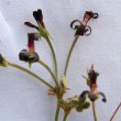 Pelargonium sidoides flowers