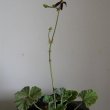 Pelargonium sidoides plant