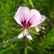 Pelargonium tetragonum flower
