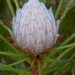 Protea cynaroides bud