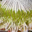 Protea cynaroides flower detail