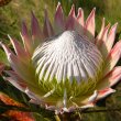 Protea cynaroides flower single