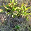 Protea cynaroides regrowth