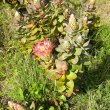 Protea eximia branch