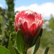 Protea lacticolor flower