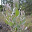 Protea lacticolor new foliage