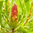 Protea repens bud