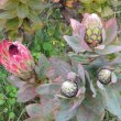 Protea eximia foliage