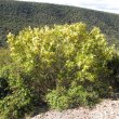  Ptaeroxylon obliquum shrub