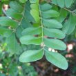 Ptaeroxylon obliquum leaf