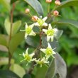 Putterlikia pyracantha flowers