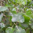 Rhoissus tomentosa foliage