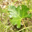 Rhoissus tomentosa leaf