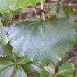 Rhoissus tomentosa leaf