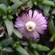 Ruschia lineolata flower