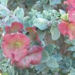 Salvia africana lutea