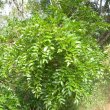 Schotia brachypetala foliage