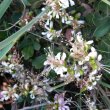 Schotia latifolia wild