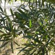 Searsia lancea leaves