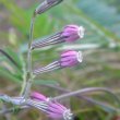 Silene burchelli var.angustifolia