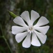 Silene capensis flower