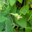 Thunbergia alata seed green