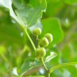 Vepris lanceolata fruit
