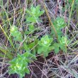 Wahlenbergia rivularis newfoliage