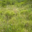 Wahlenbergia rivularis veld