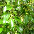 Ziziphus mucronata foliage