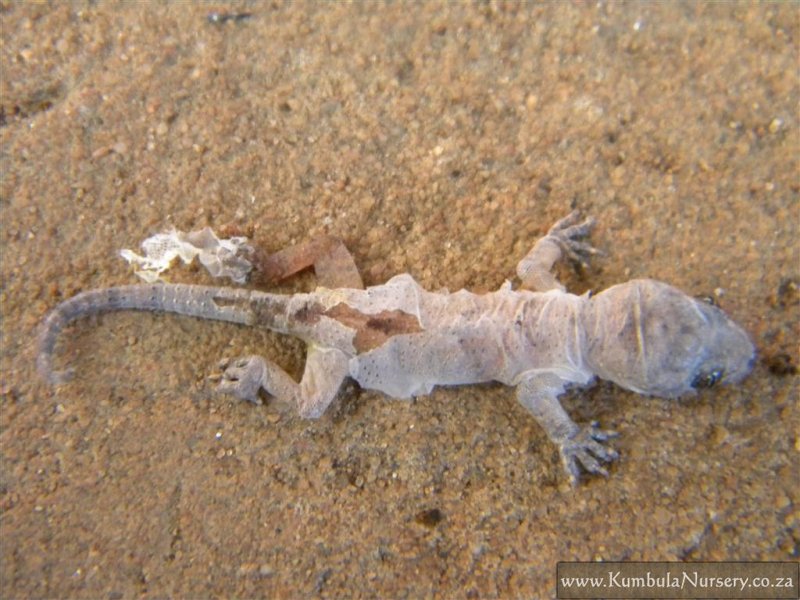 Shedding reptiles Kumbula Indigenous Nursery