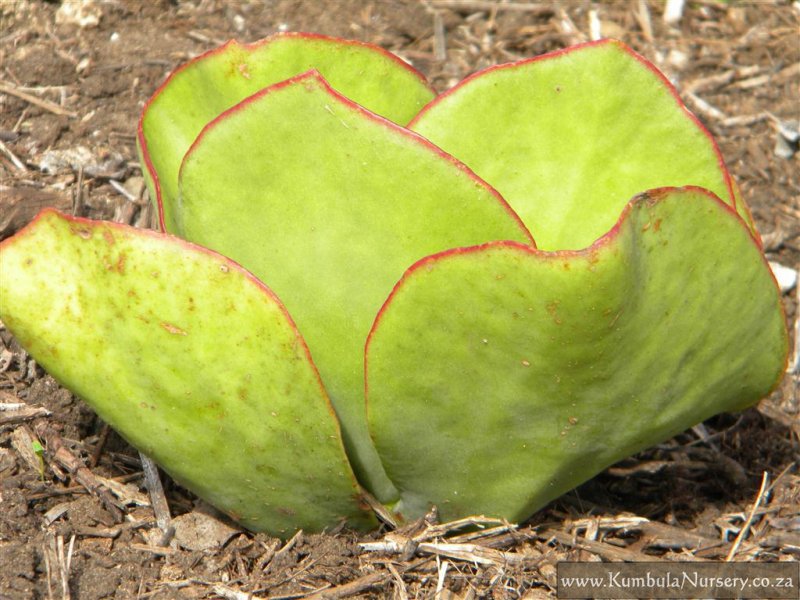 cotyledon orbiculata var orbiculata kumbula indigenous nursery