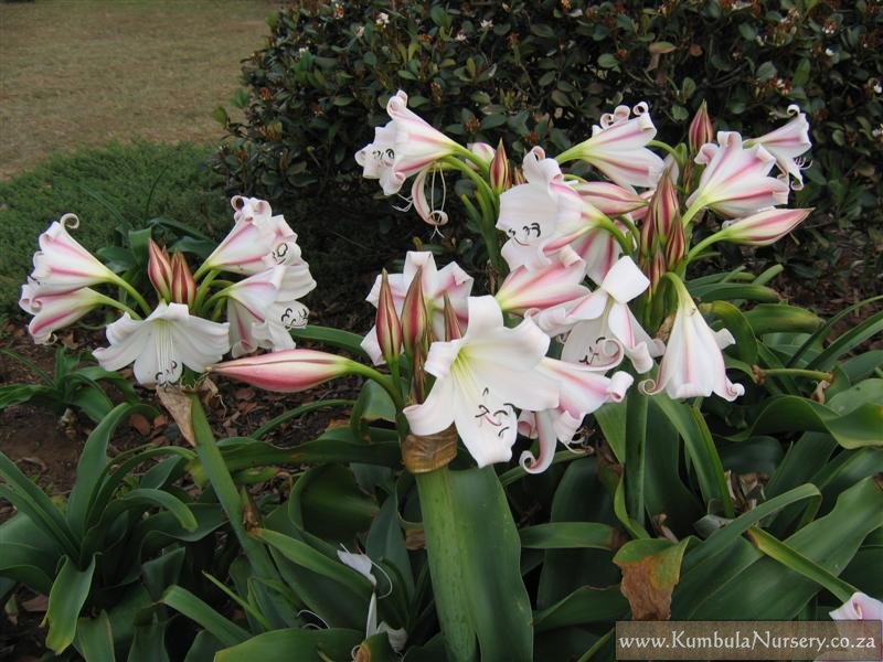 Crinum Lily JUMBO Macowanii Exclusive African King blooming-size bulb 