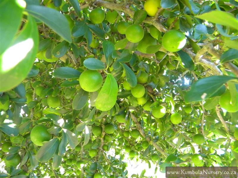 Dovyalis Caffra Bula Indigenous Nursery Dovyalis Caffra Unripe Fruit