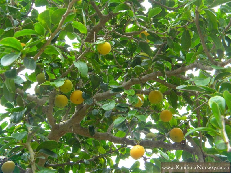 Dovyalis Caffra Bula Indigenous Nursery Dovyalis Caffra Fruit