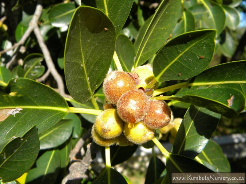 Ficus Burkei Bula Indigenous Nursery Ficus Burkei Fruit