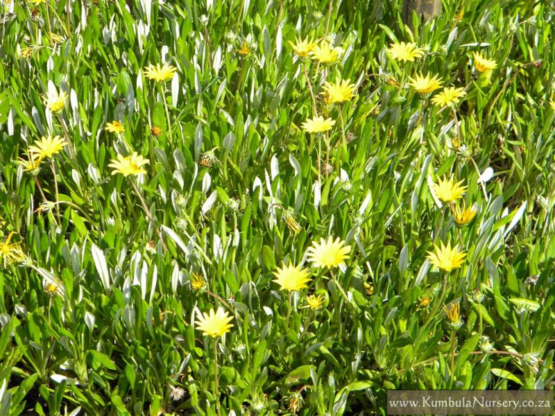 is gazania poisonous to dogs