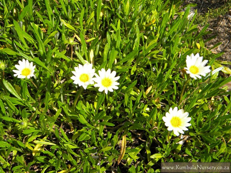 Are gazanias toxic to hot sale dogs