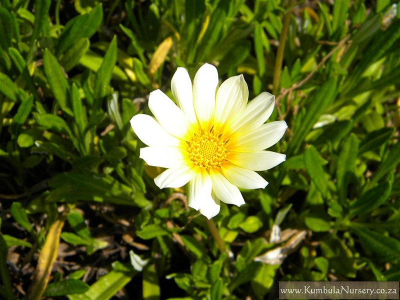 is gazania poisonous to dogs