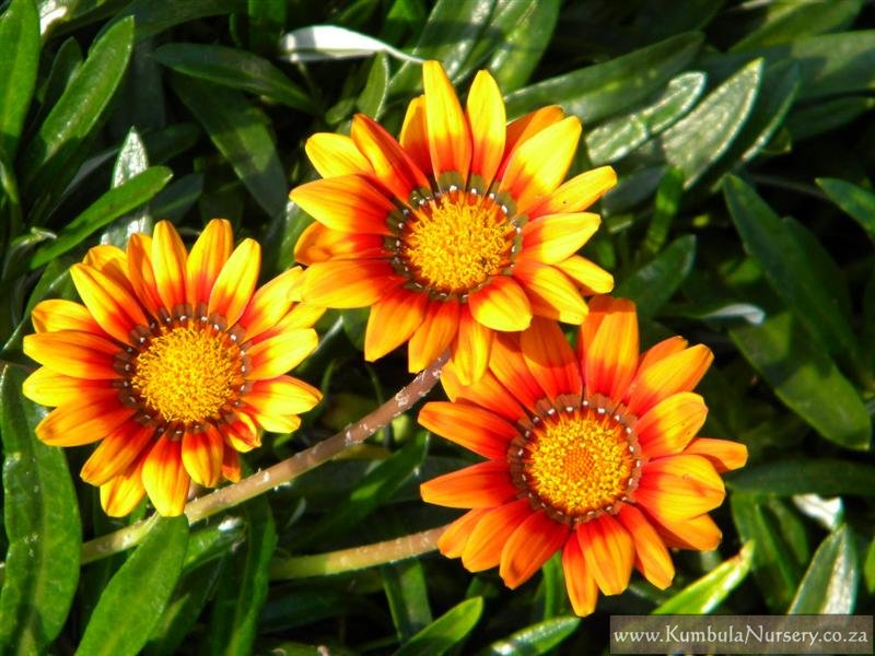 is gazania poisonous to dogs