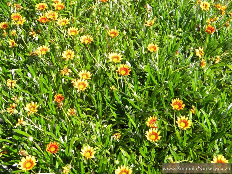 is gazania poisonous to dogs