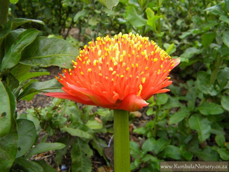 Haemanthus coccineus | Kumbula Indigenous Nursery