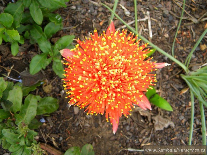 Haemanthus coccineus | Kumbula Indigenous Nursery