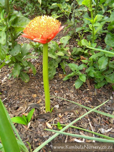 Haemanthus coccineus | Kumbula Indigenous Nursery