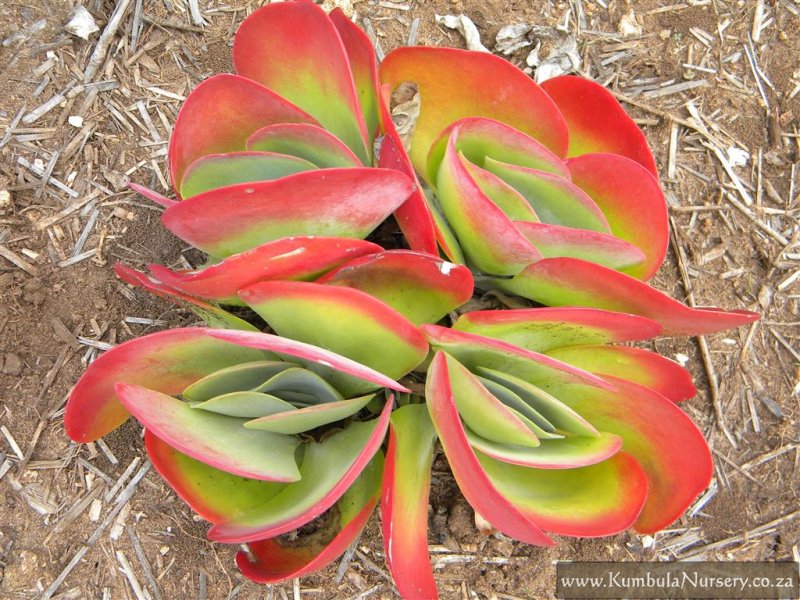 Kalanchoe Luciae Ssp Bula Indigenous Nursery Kalanchoe Luciae Ssp