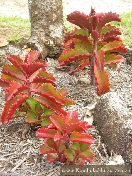 Kalanchoe Angularis Bula Indigenous Nursery Kalanchoe Angulares
