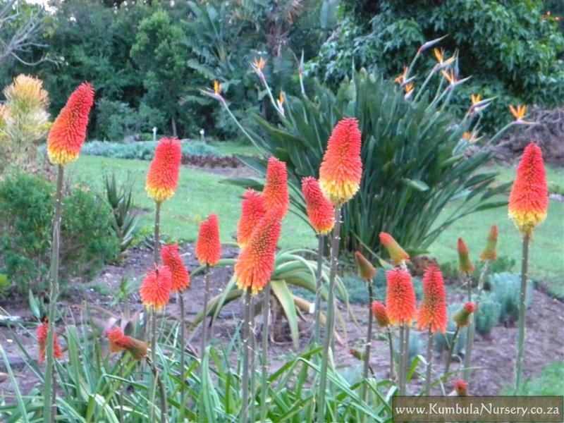 Kniphofia praecox - Hybrid | Kumbula Indigenous Nursery
