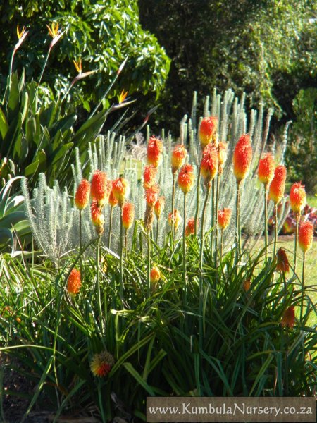Kniphofia praecox - Hybrid | Kumbula Indigenous Nursery