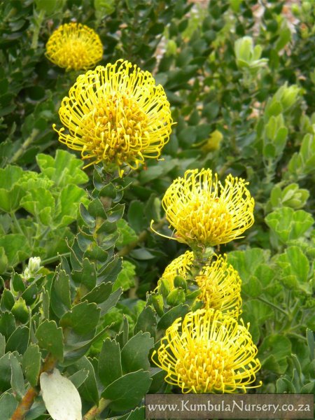 Leucospermum cordifolium | Kumbula Indigenous Nursery