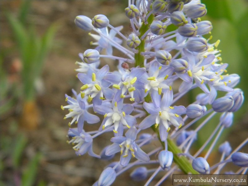 Merwilla Plumbea Scilla South African Hyacinthe relative 10 Seeds 